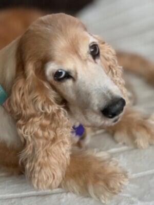 CockerSpaniels.net - 2