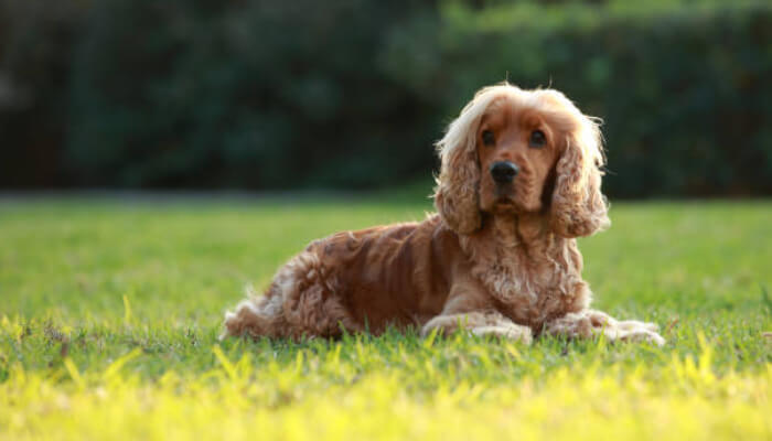 CockerSpaniels.net - 3