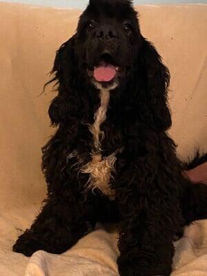 CockerSpaniels.net - 7